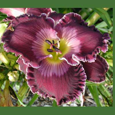 For Better for Worse